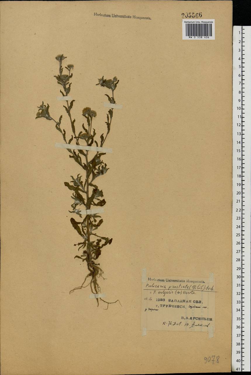 Pulicaria vulgaris Gaertn., Eastern Europe, Western region (E3) (Russia)