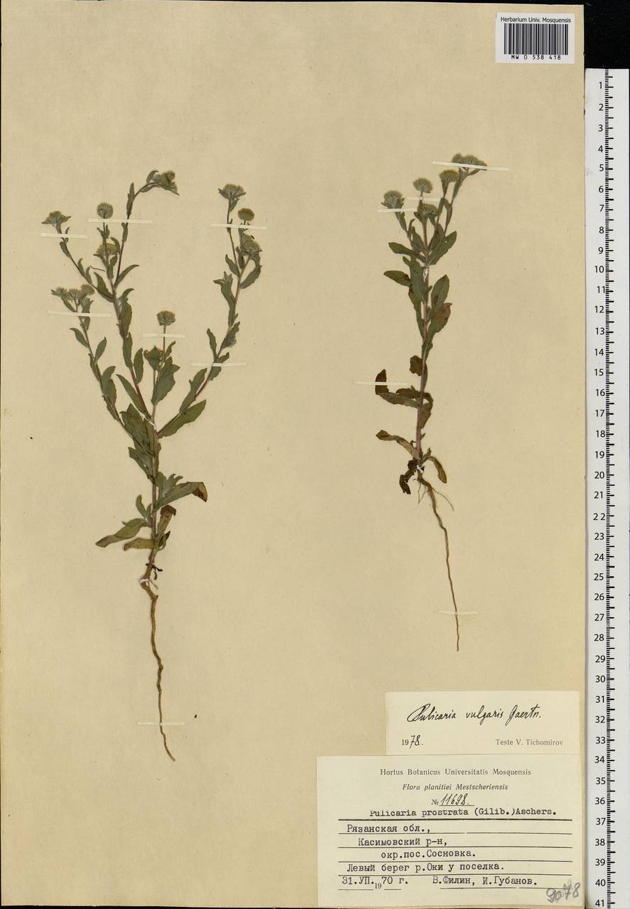 Pulicaria vulgaris Gaertn., Eastern Europe, Central region (E4) (Russia)