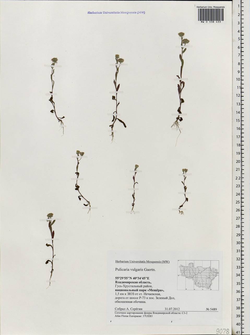 Pulicaria vulgaris Gaertn., Eastern Europe, Central region (E4) (Russia)