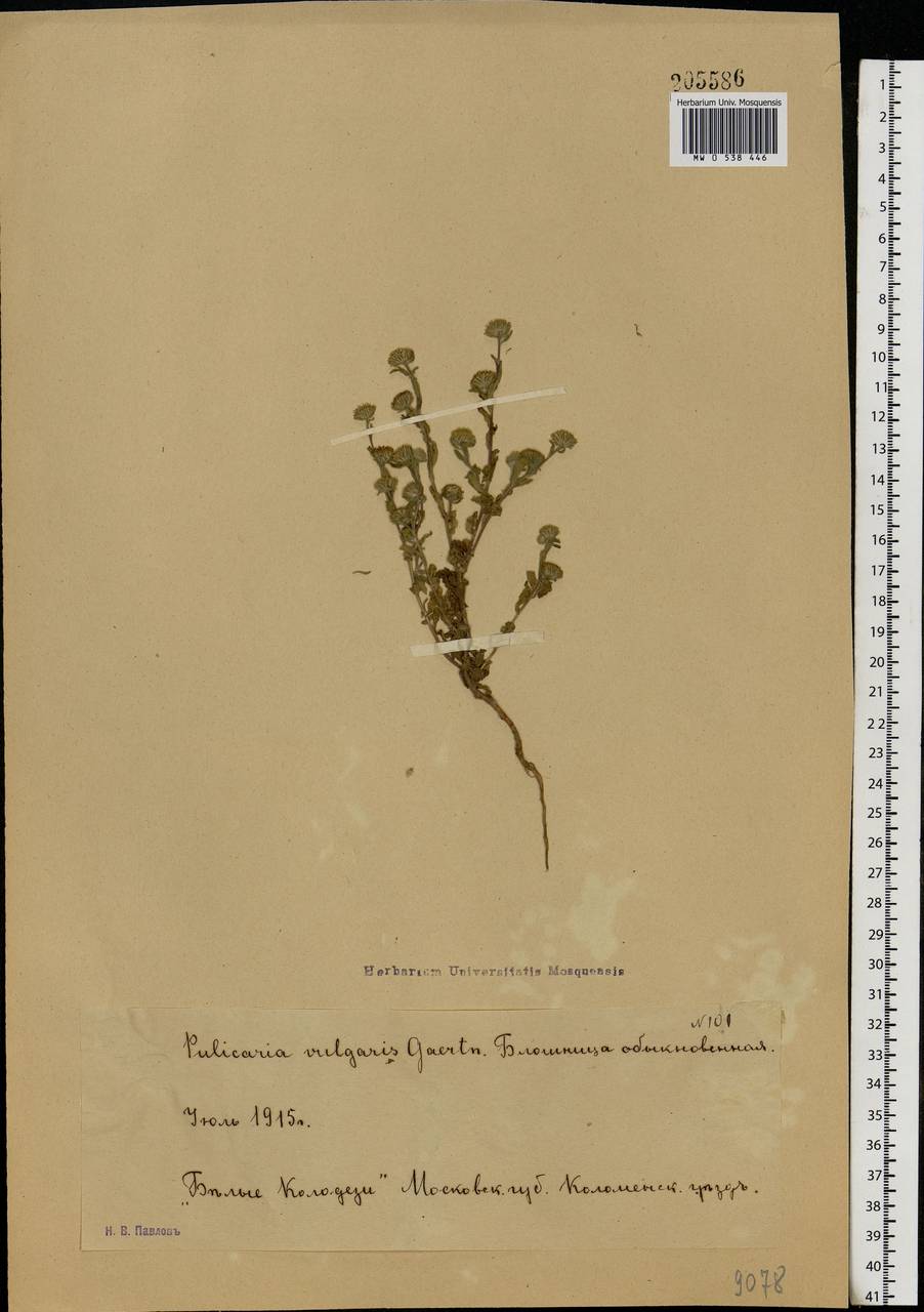 Pulicaria vulgaris Gaertn., Eastern Europe, Moscow region (E4a) (Russia)