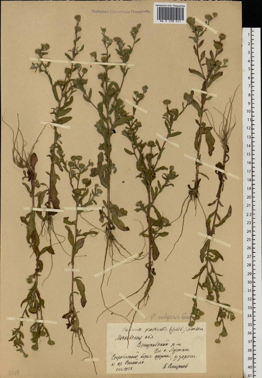 Pulicaria vulgaris Gaertn., Eastern Europe, Moscow region (E4a) (Russia)