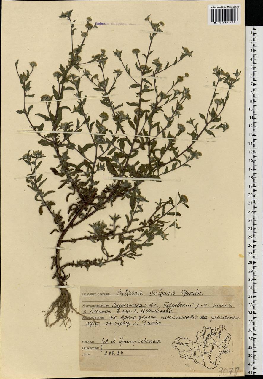 Pulicaria vulgaris Gaertn., Eastern Europe, Central forest-and-steppe region (E6) (Russia)