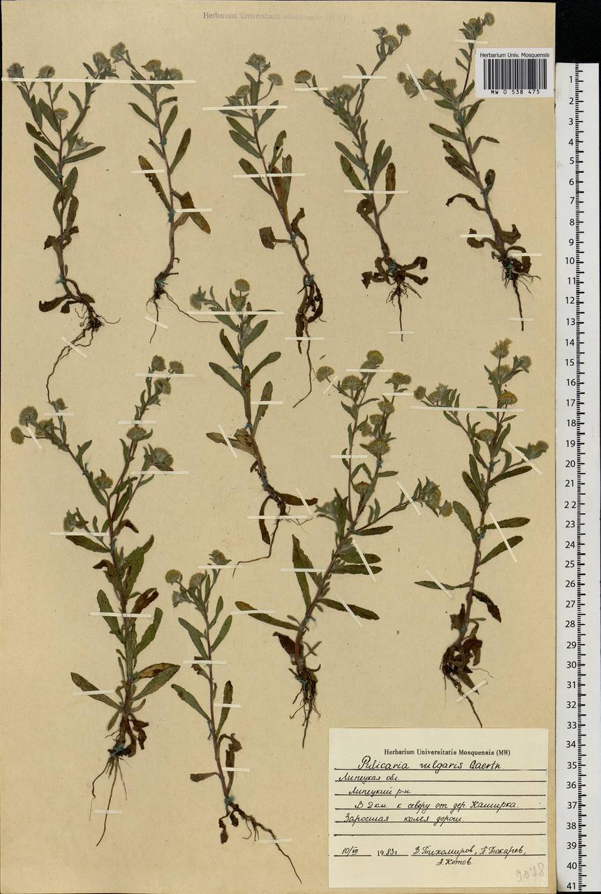Pulicaria vulgaris Gaertn., Eastern Europe, Central forest-and-steppe region (E6) (Russia)