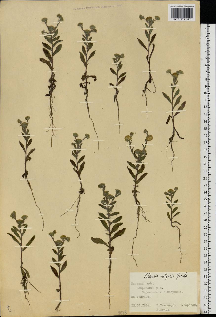 Pulicaria vulgaris Gaertn., Eastern Europe, Central forest-and-steppe region (E6) (Russia)