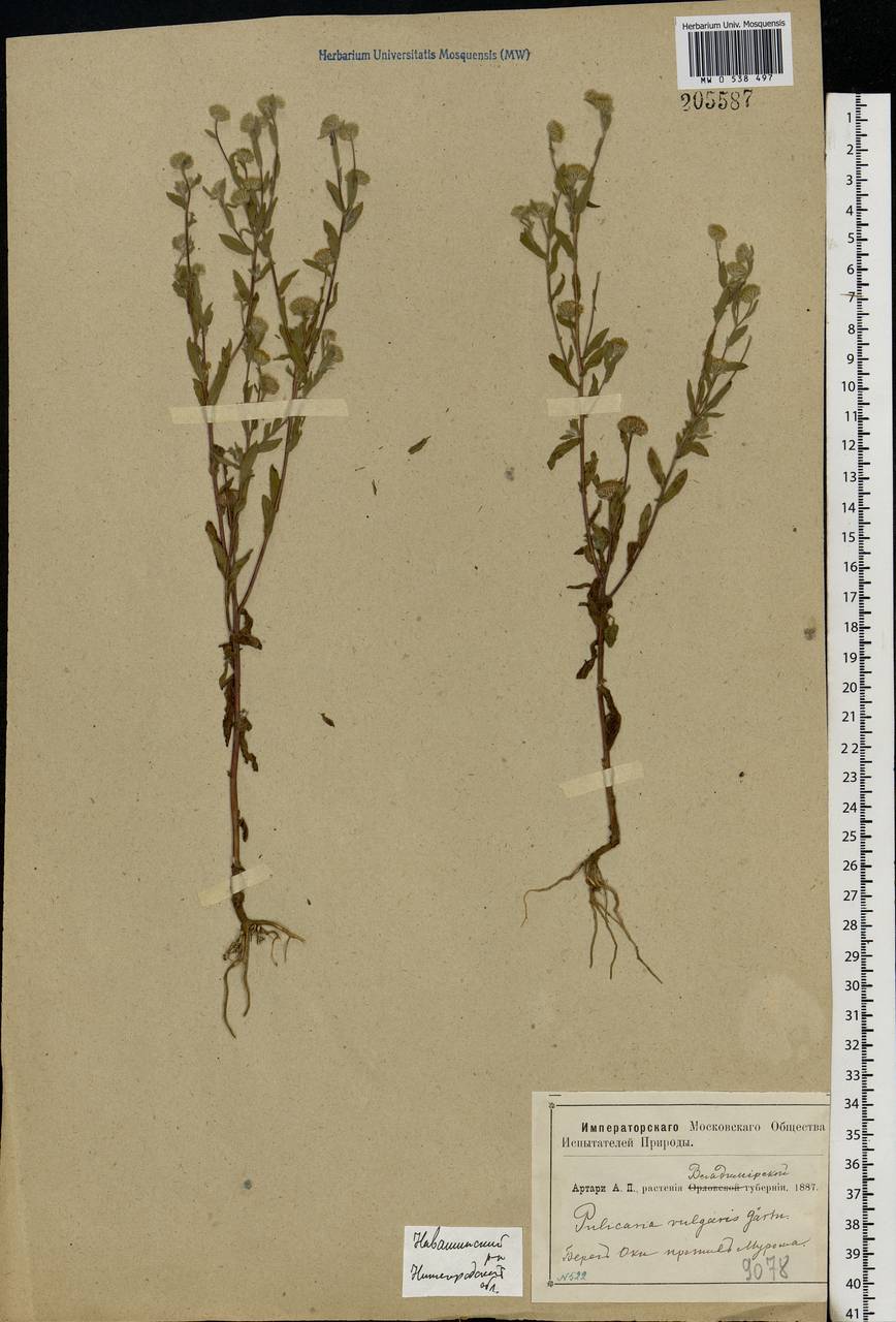 Pulicaria vulgaris Gaertn., Eastern Europe, Volga-Kama region (E7) (Russia)