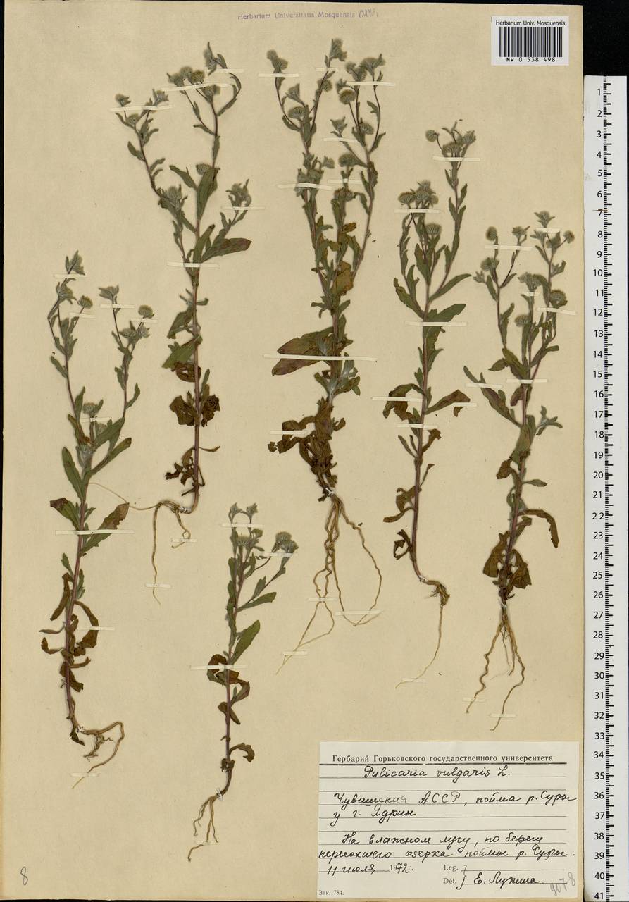 Pulicaria vulgaris Gaertn., Eastern Europe, Middle Volga region (E8) (Russia)