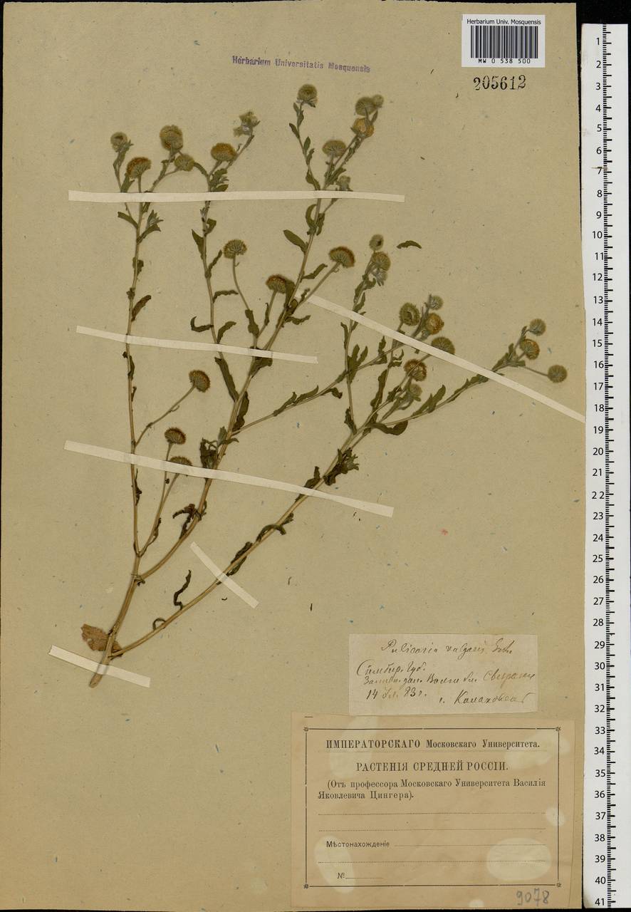 Pulicaria vulgaris Gaertn., Eastern Europe, Middle Volga region (E8) (Russia)
