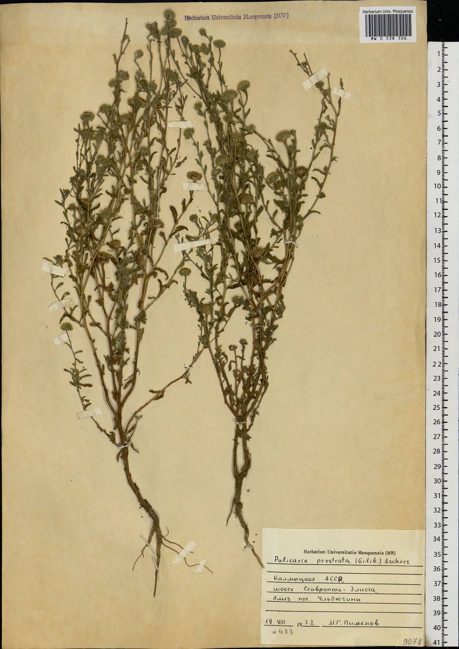 Pulicaria vulgaris Gaertn., Eastern Europe, Lower Volga region (E9) (Russia)