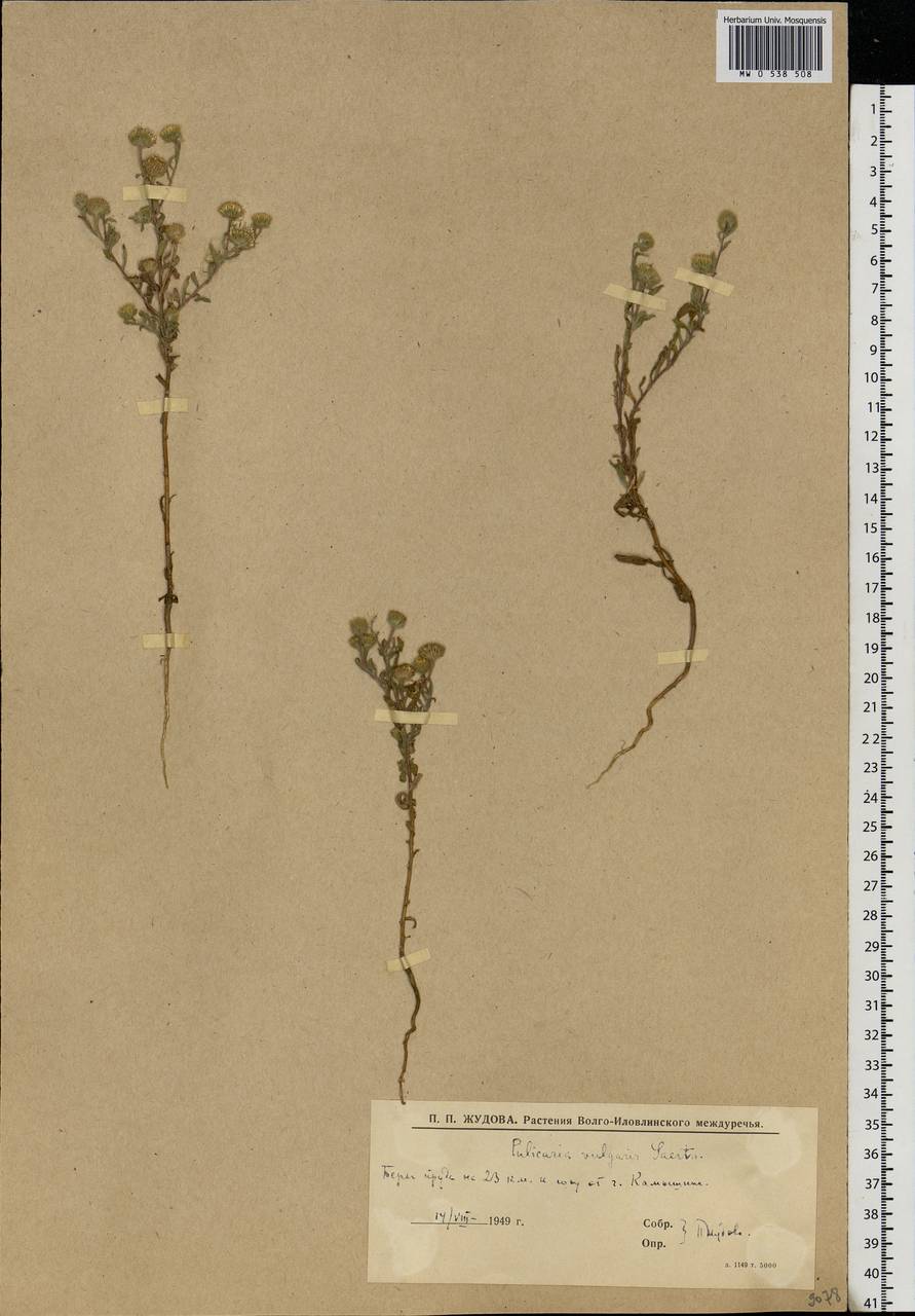 Pulicaria vulgaris Gaertn., Eastern Europe, Lower Volga region (E9) (Russia)