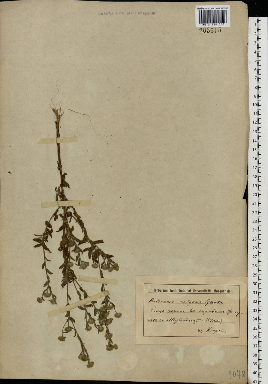 Pulicaria vulgaris Gaertn., Eastern Europe, Lower Volga region (E9) (Russia)