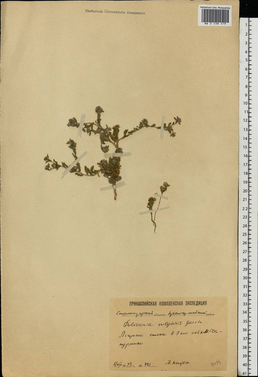 Pulicaria vulgaris Gaertn., Eastern Europe, Lower Volga region (E9) (Russia)