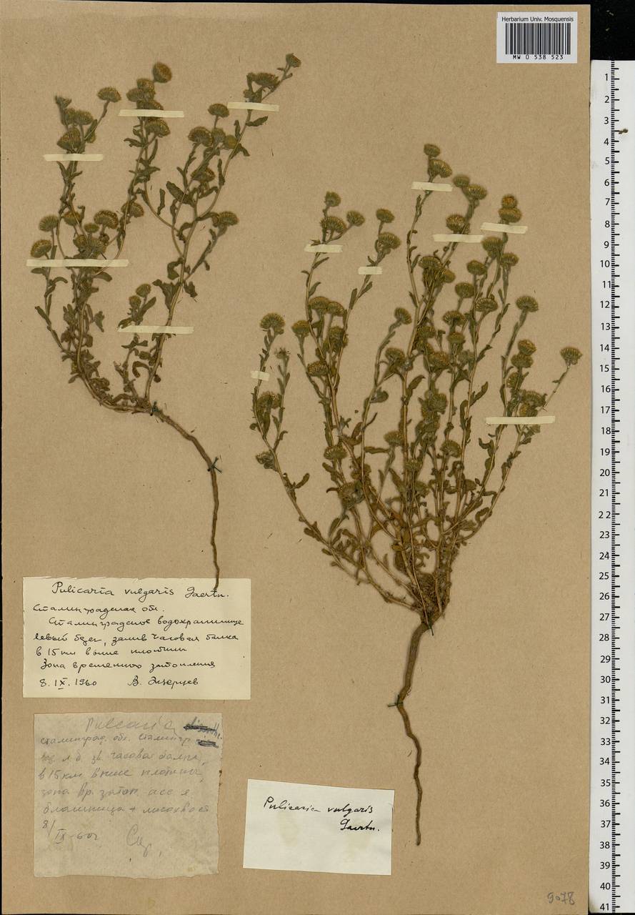 Pulicaria vulgaris Gaertn., Eastern Europe, Lower Volga region (E9) (Russia)