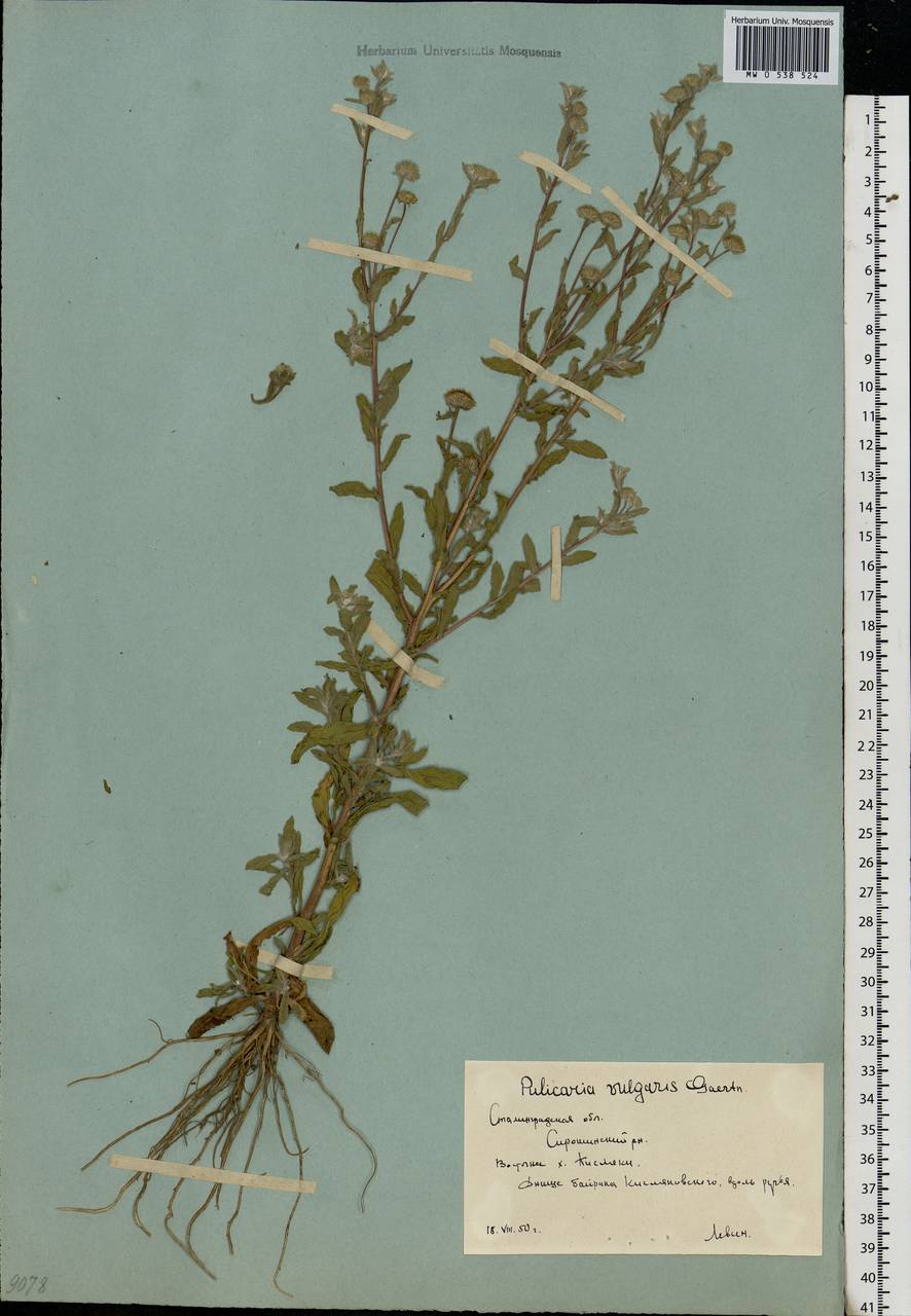 Pulicaria vulgaris Gaertn., Eastern Europe, Lower Volga region (E9) (Russia)