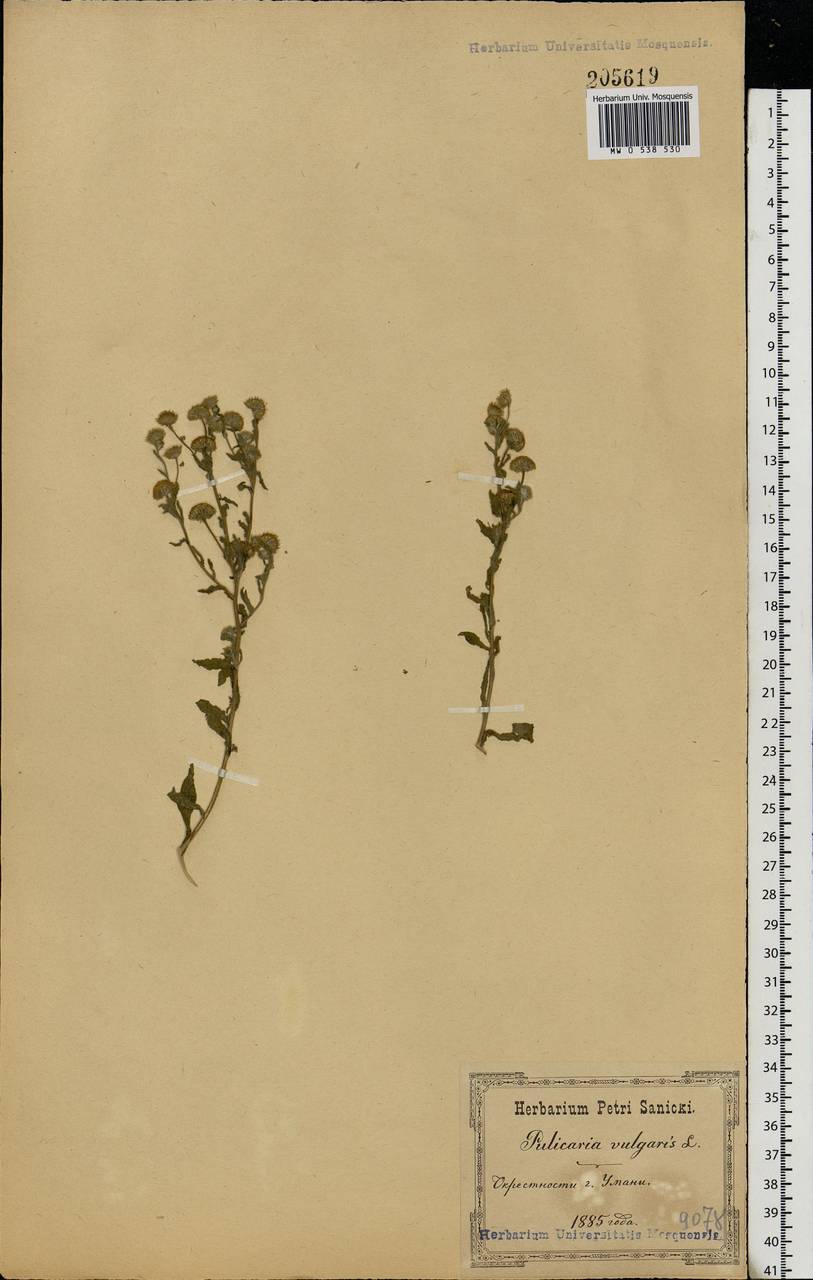 Pulicaria vulgaris Gaertn., Eastern Europe, North Ukrainian region (E11) (Ukraine)