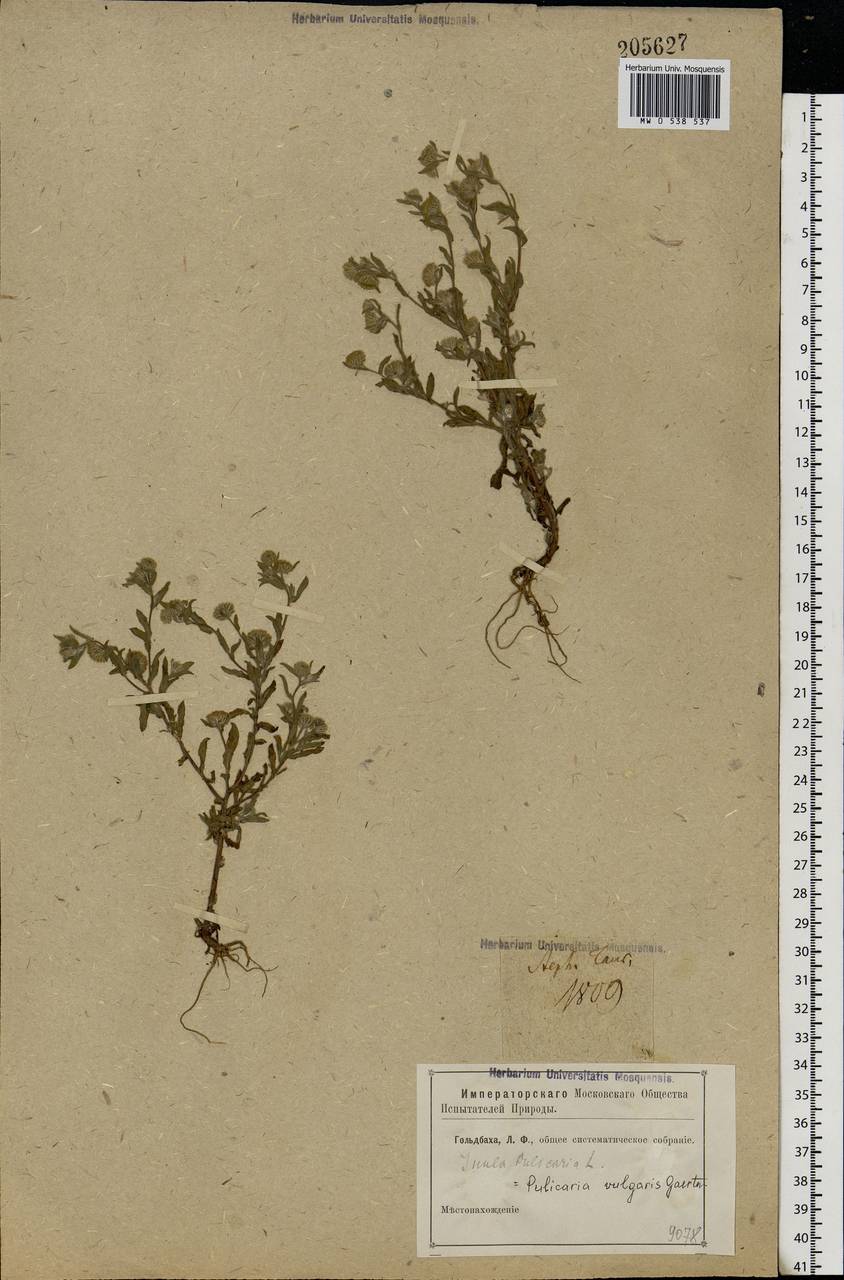 Pulicaria vulgaris Gaertn., Crimea (KRYM) (Russia)