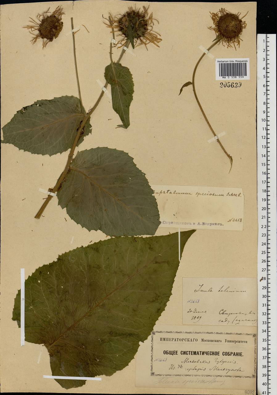 Telekia speciosa (Schreb.) Baumg., Eastern Europe, Moscow region (E4a) (Russia)