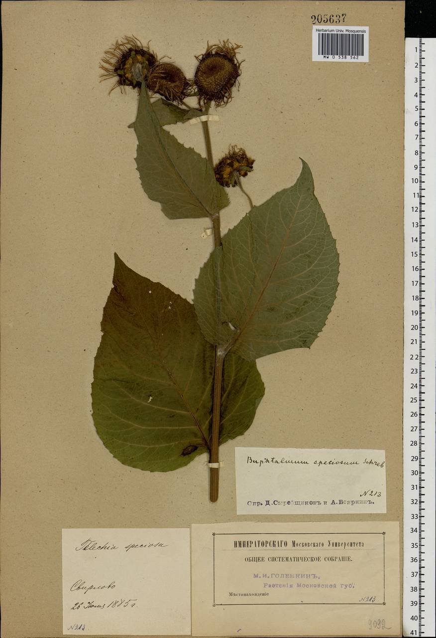 Telekia speciosa (Schreb.) Baumg., Eastern Europe, Moscow region (E4a) (Russia)