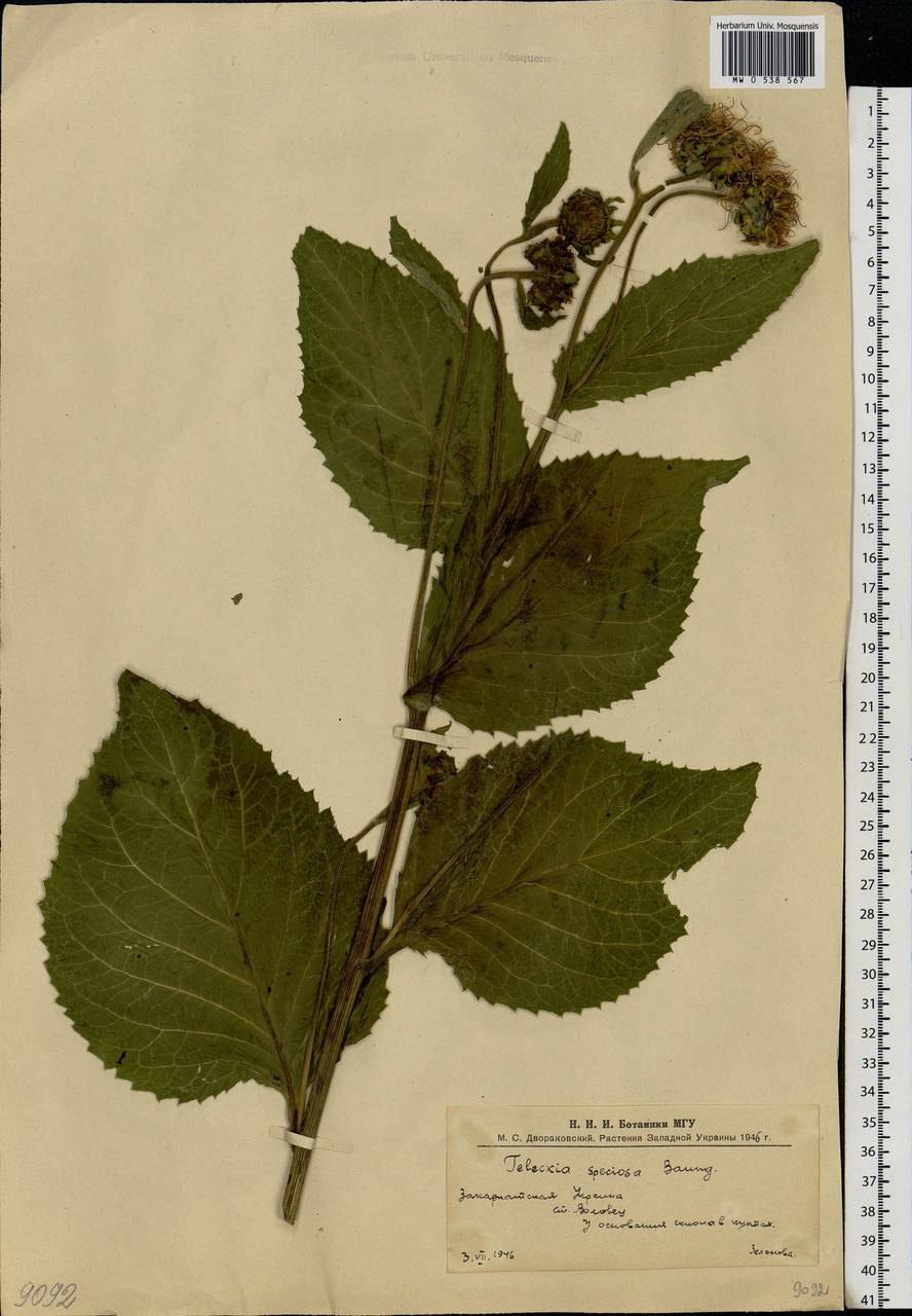 Telekia speciosa (Schreb.) Baumg., Eastern Europe, West Ukrainian region (E13) (Ukraine)