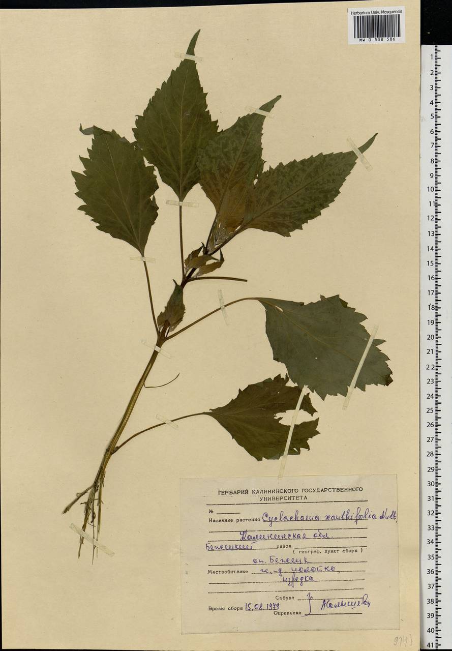 Cyclachaena xanthiifolia (Nutt.) Fresen., Eastern Europe, North-Western region (E2) (Russia)