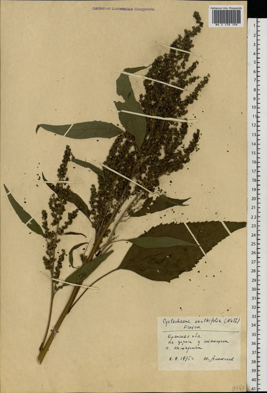 Cyclachaena xanthiifolia (Nutt.) Fresen., Eastern Europe, Western region (E3) (Russia)