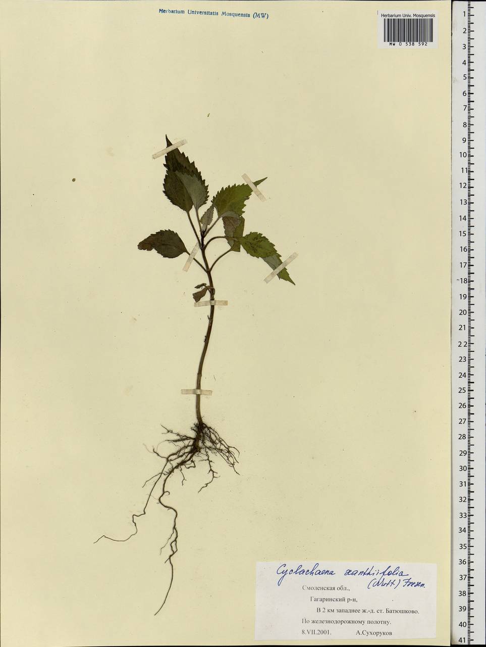 Cyclachaena xanthiifolia (Nutt.) Fresen., Eastern Europe, Western region (E3) (Russia)