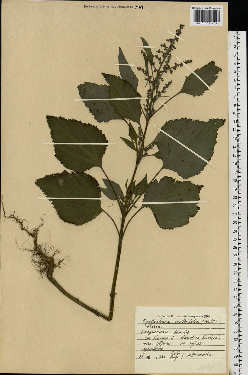 Cyclachaena xanthiifolia (Nutt.) Fresen., Eastern Europe, Central region (E4) (Russia)