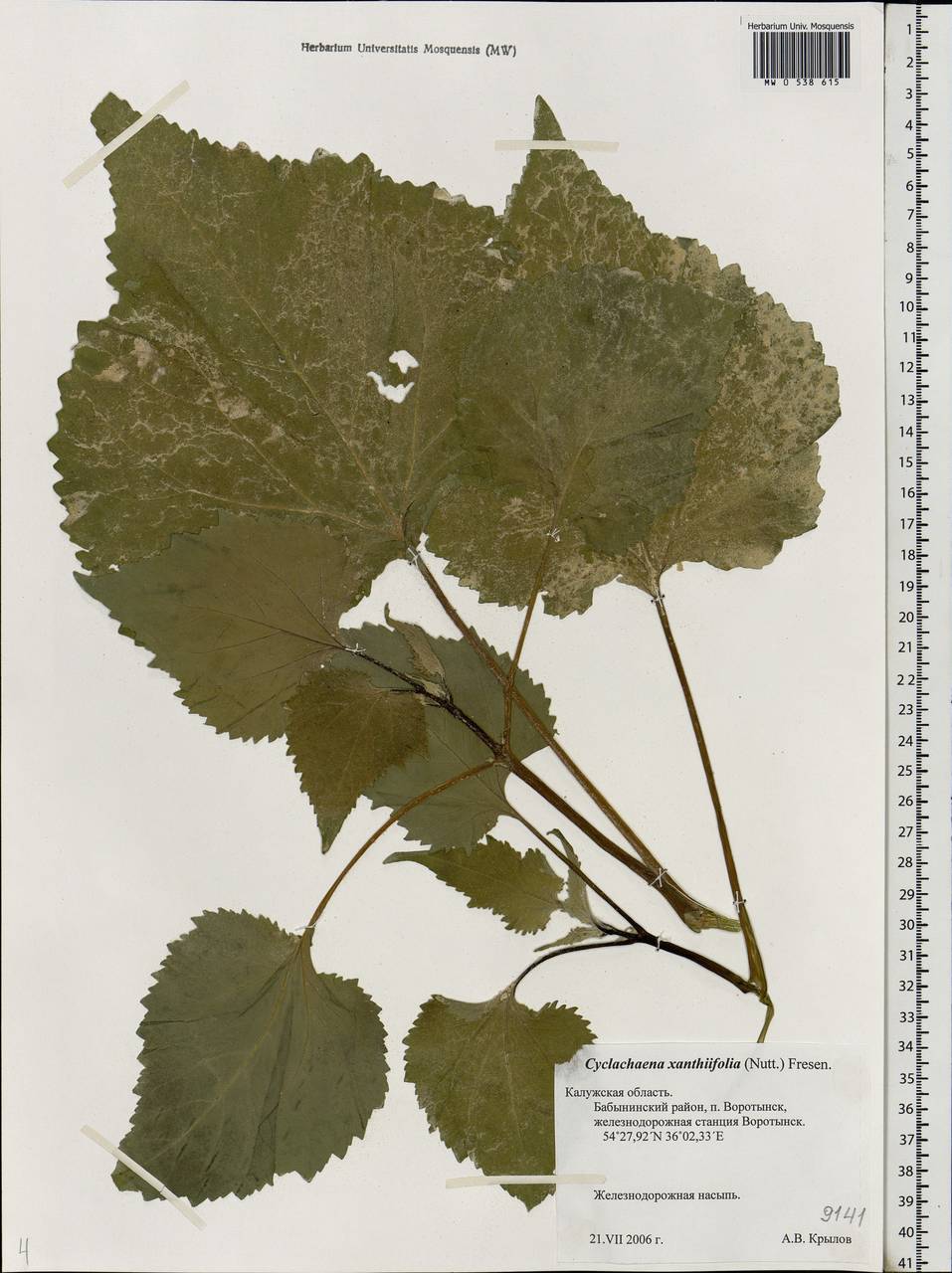 Cyclachaena xanthiifolia (Nutt.) Fresen., Eastern Europe, Central region (E4) (Russia)