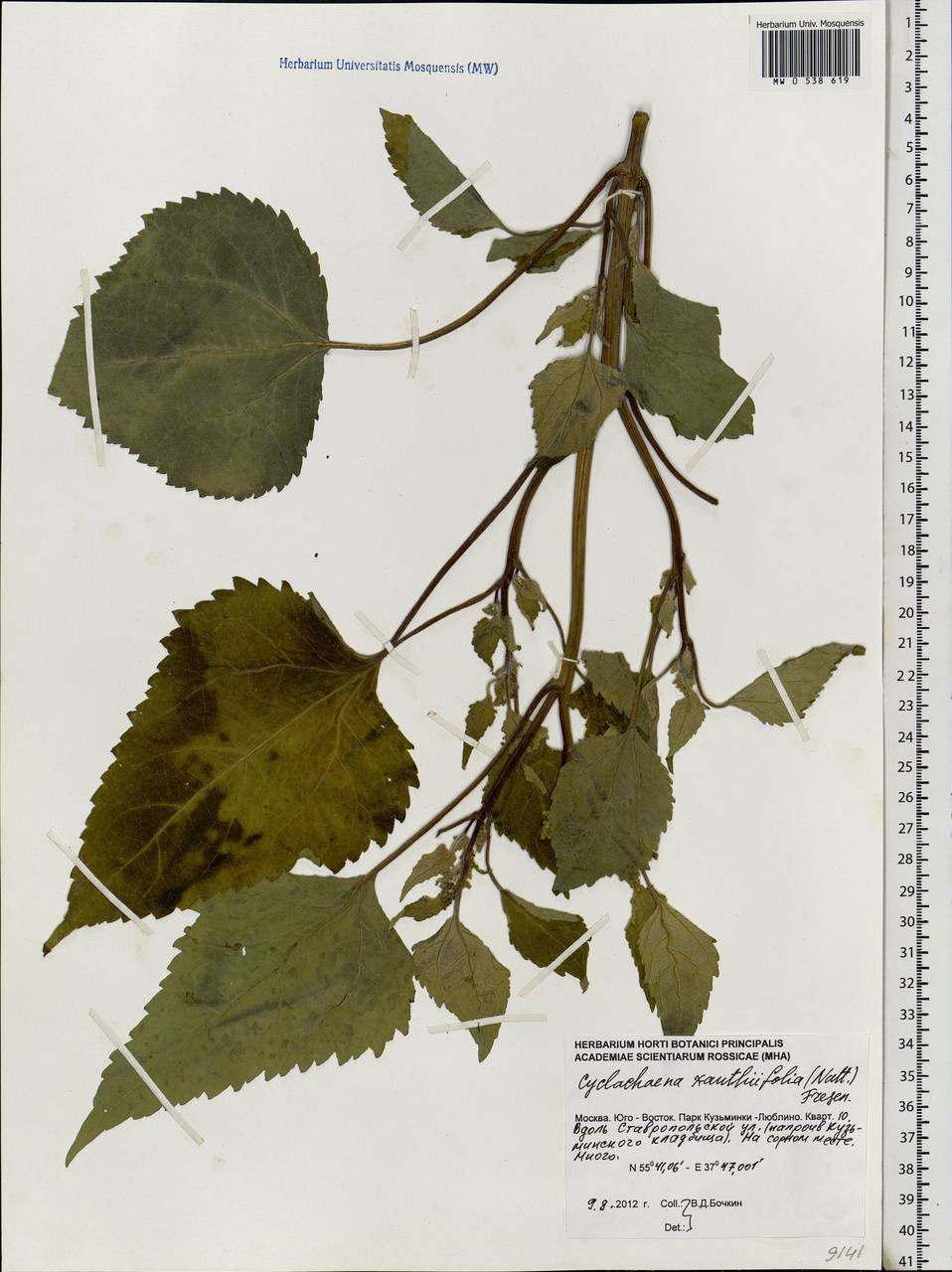 Cyclachaena xanthiifolia (Nutt.) Fresen., Eastern Europe, Moscow region (E4a) (Russia)