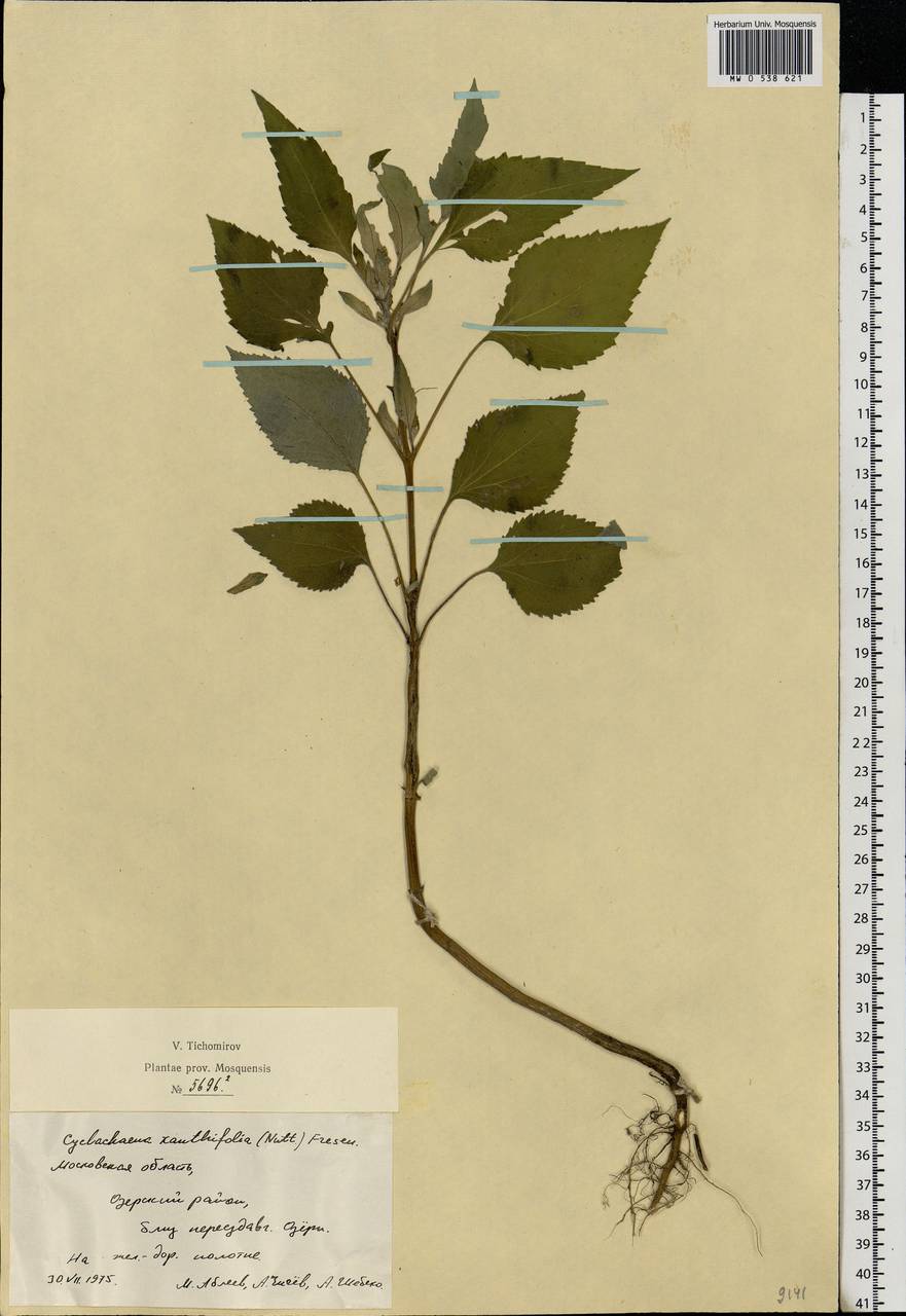 Cyclachaena xanthiifolia (Nutt.) Fresen., Eastern Europe, Moscow region (E4a) (Russia)