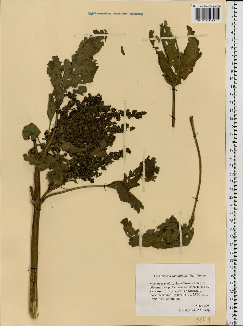 Cyclachaena xanthiifolia (Nutt.) Fresen., Eastern Europe, Moscow region (E4a) (Russia)