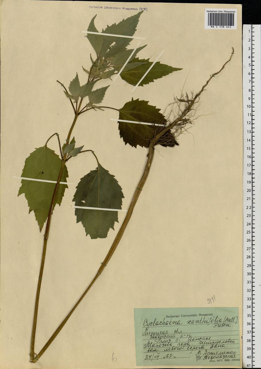 Cyclachaena xanthiifolia (Nutt.) Fresen., Eastern Europe, Central forest-and-steppe region (E6) (Russia)