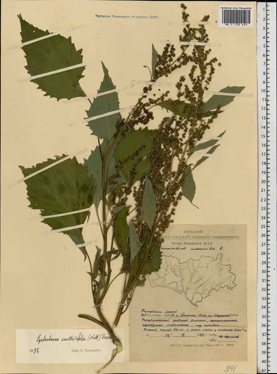 Cyclachaena xanthiifolia (Nutt.) Fresen., Eastern Europe, Middle Volga region (E8) (Russia)