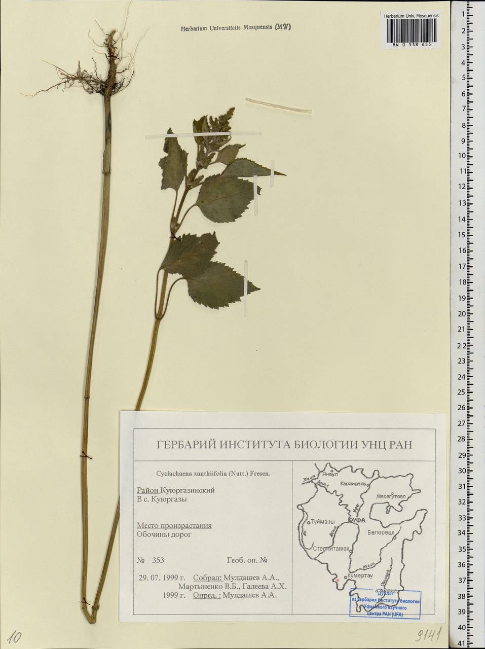 Cyclachaena xanthiifolia (Nutt.) Fresen., Eastern Europe, Eastern region (E10) (Russia)