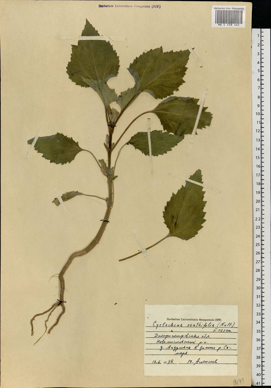 Cyclachaena xanthiifolia (Nutt.) Fresen., Eastern Europe, South Ukrainian region (E12) (Ukraine)
