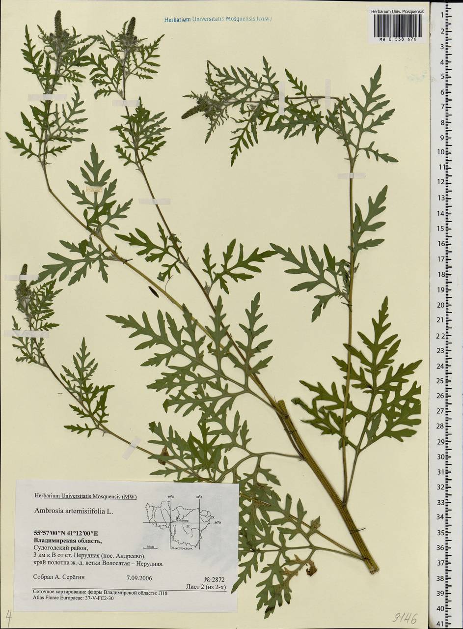 Ambrosia artemisiifolia L., Eastern Europe, Central region (E4) (Russia)