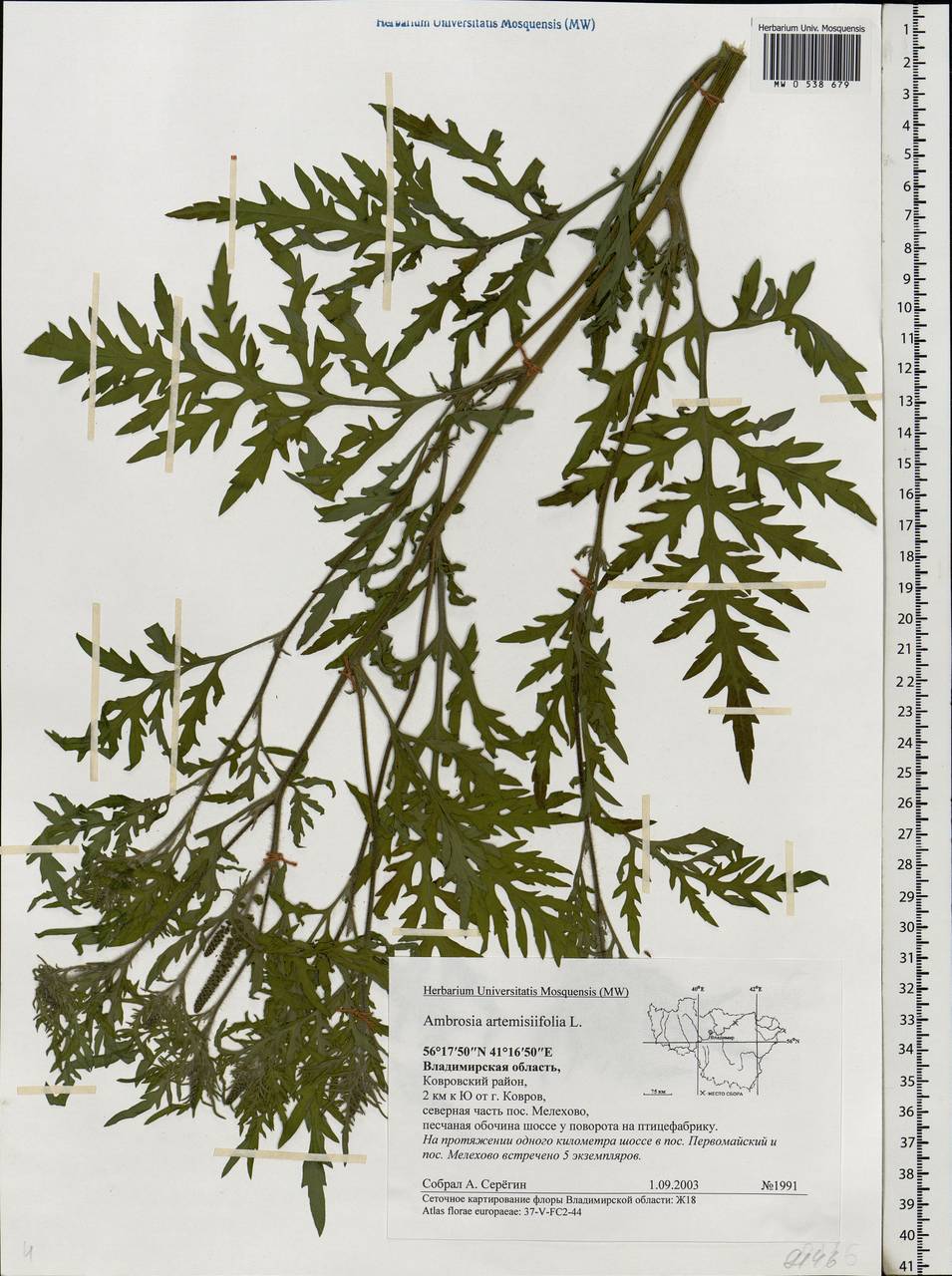Ambrosia artemisiifolia L., Eastern Europe, Central region (E4) (Russia)