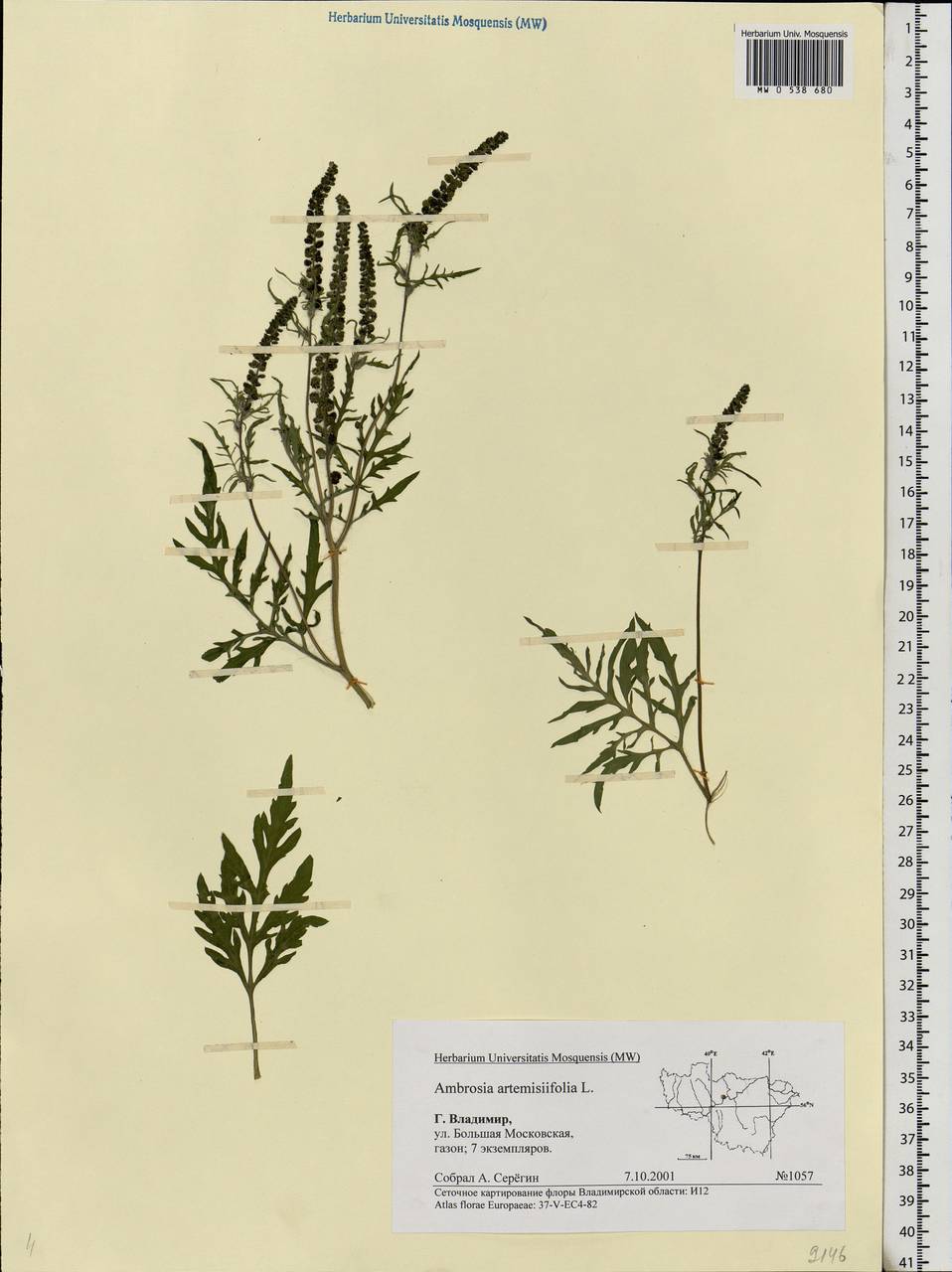 Ambrosia artemisiifolia L., Eastern Europe, Central region (E4) (Russia)