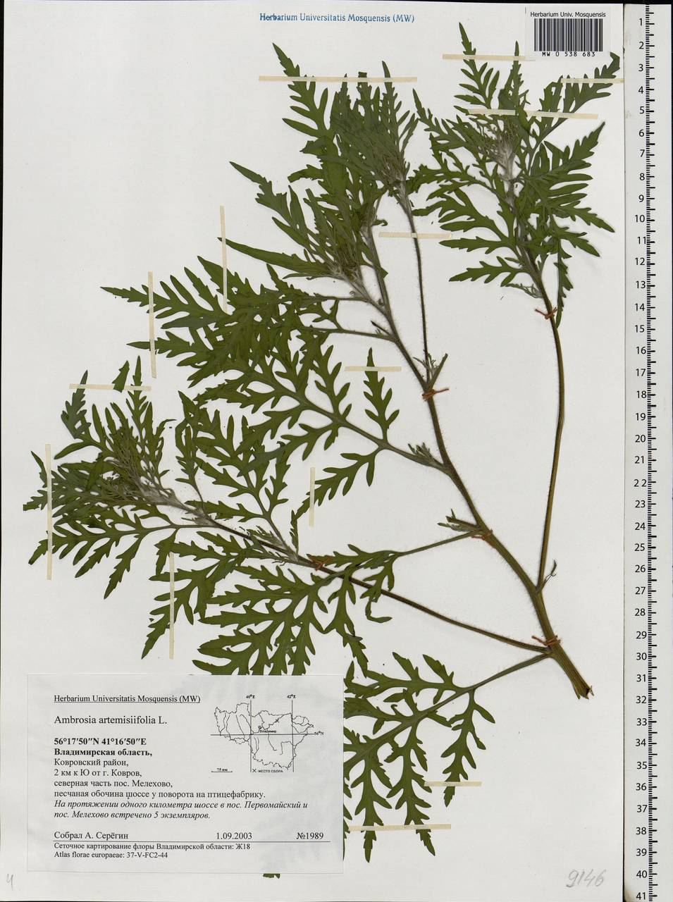 Ambrosia artemisiifolia L., Eastern Europe, Central region (E4) (Russia)