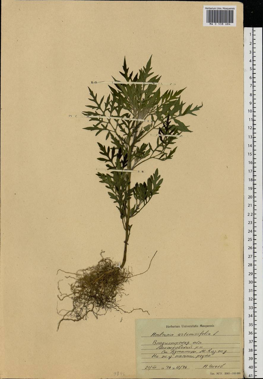 Ambrosia artemisiifolia L., Eastern Europe, Central region (E4) (Russia)