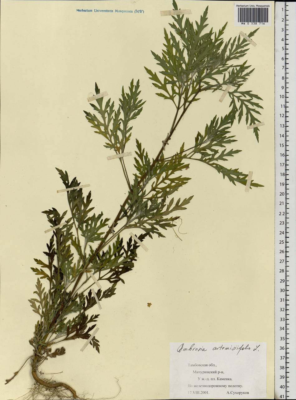 Ambrosia artemisiifolia L., Eastern Europe, Central forest-and-steppe region (E6) (Russia)