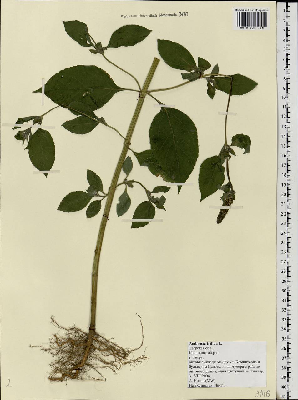 Ambrosia trifida L., Eastern Europe, North-Western region (E2) (Russia)