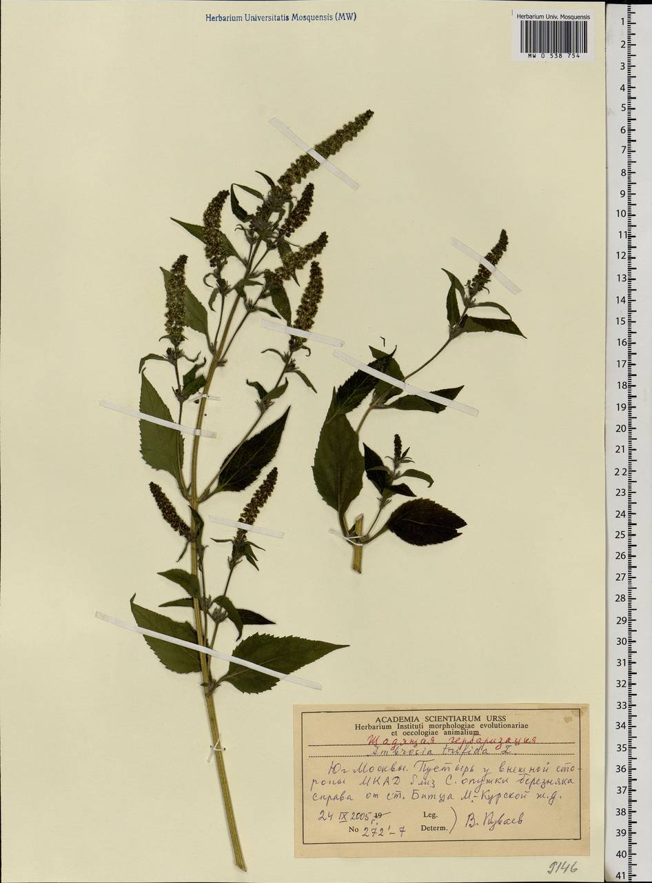 Ambrosia trifida L., Eastern Europe, Moscow region (E4a) (Russia)