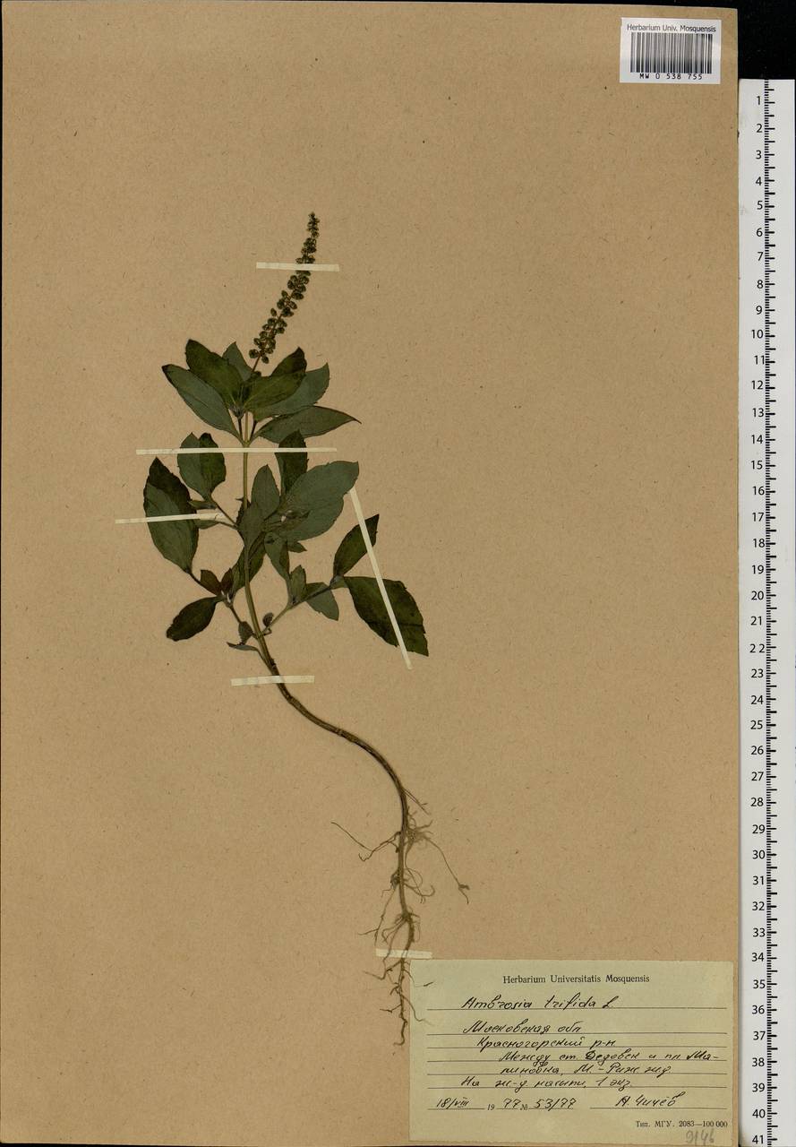 Ambrosia trifida L., Eastern Europe, Moscow region (E4a) (Russia)