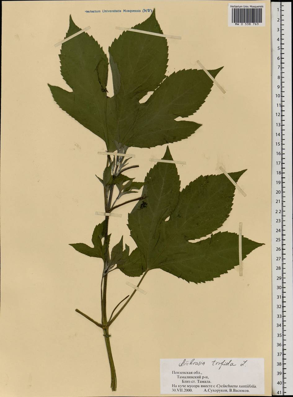 Ambrosia trifida L., Eastern Europe, Middle Volga region (E8) (Russia)