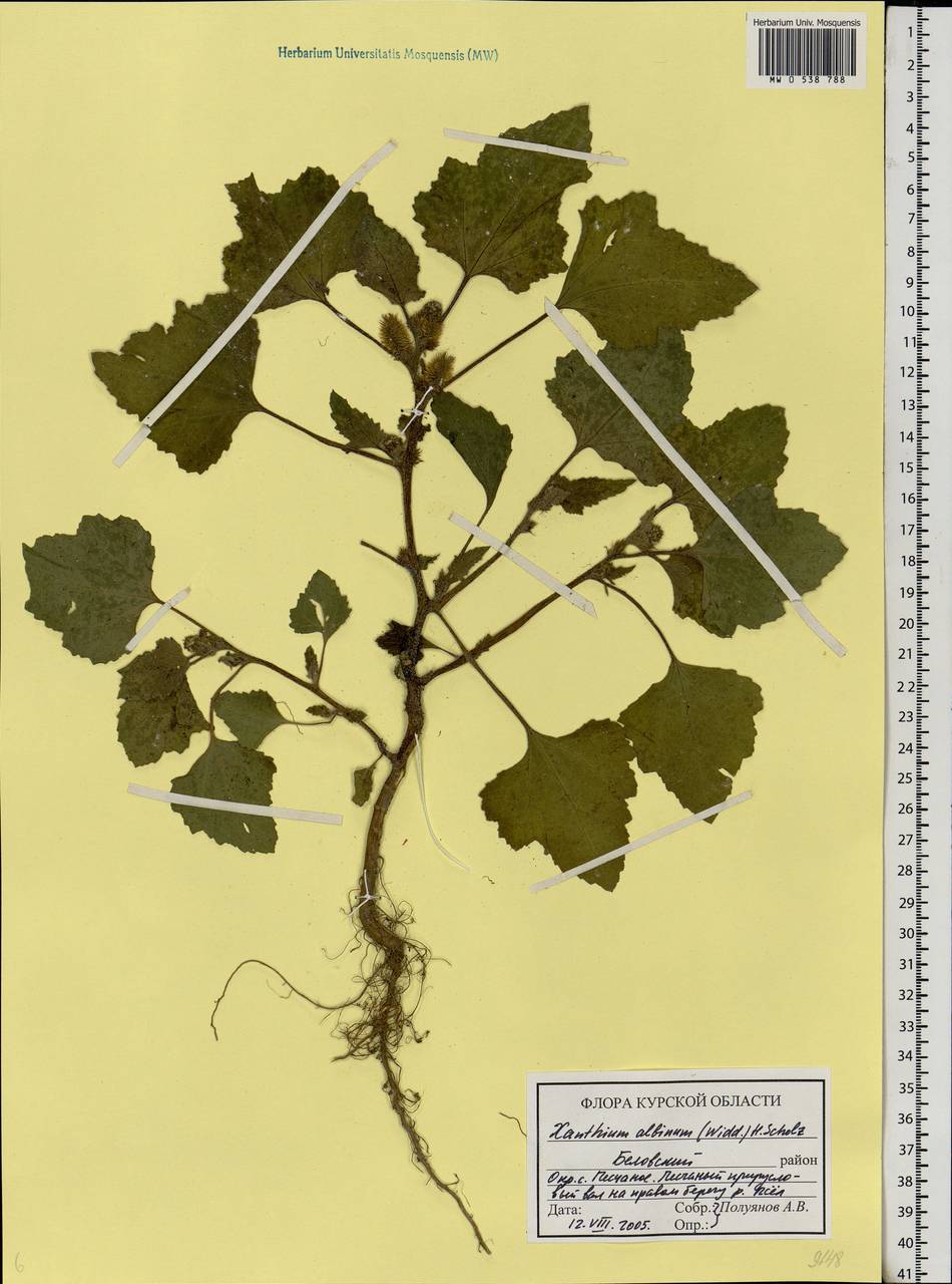 Xanthium orientale var. albinum (Widd.) Adema & M. T. Jansen, Eastern Europe, Central forest-and-steppe region (E6) (Russia)