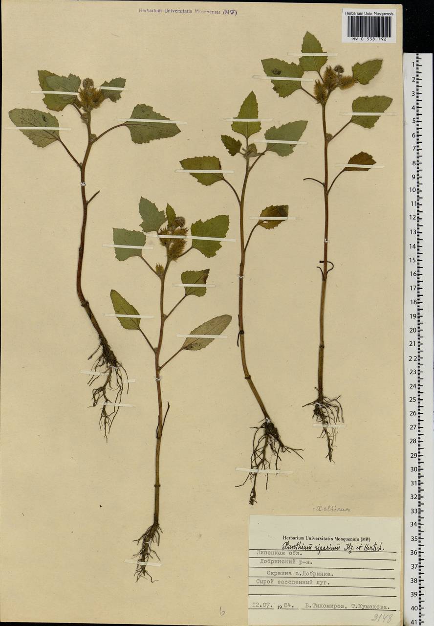 Xanthium orientale var. albinum (Widd.) Adema & M. T. Jansen, Eastern Europe, Central forest-and-steppe region (E6) (Russia)