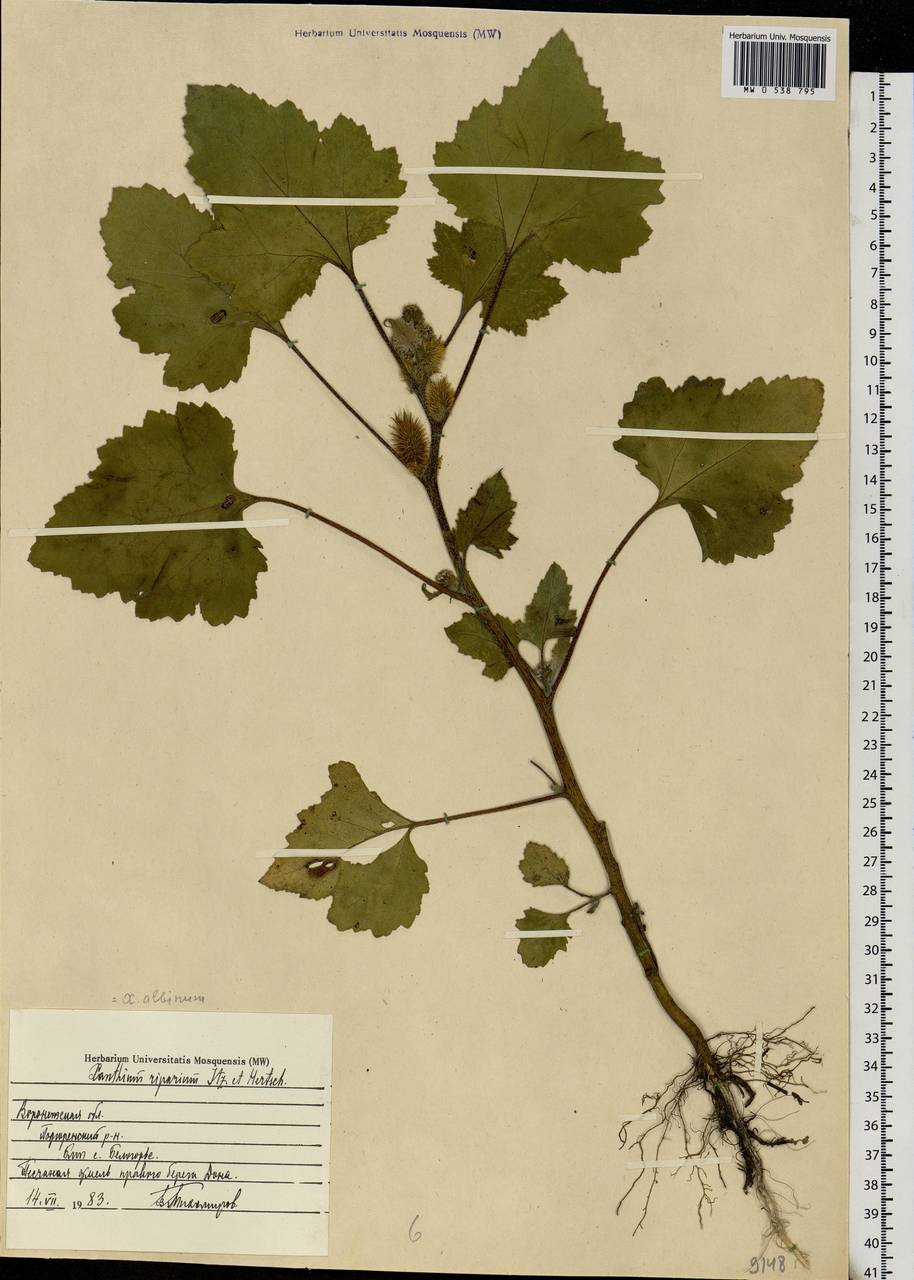 Xanthium orientale var. albinum (Widd.) Adema & M. T. Jansen, Eastern Europe, Central forest-and-steppe region (E6) (Russia)