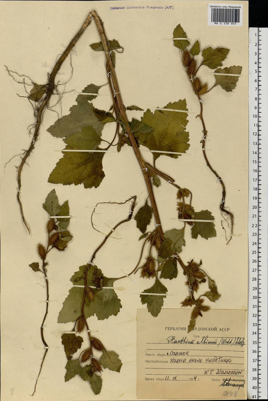 Xanthium orientale var. albinum (Widd.) Adema & M. T. Jansen, Eastern Europe, Middle Volga region (E8) (Russia)