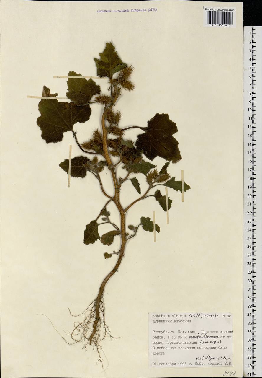 Xanthium orientale var. albinum (Widd.) Adema & M. T. Jansen, Eastern Europe, Lower Volga region (E9) (Russia)