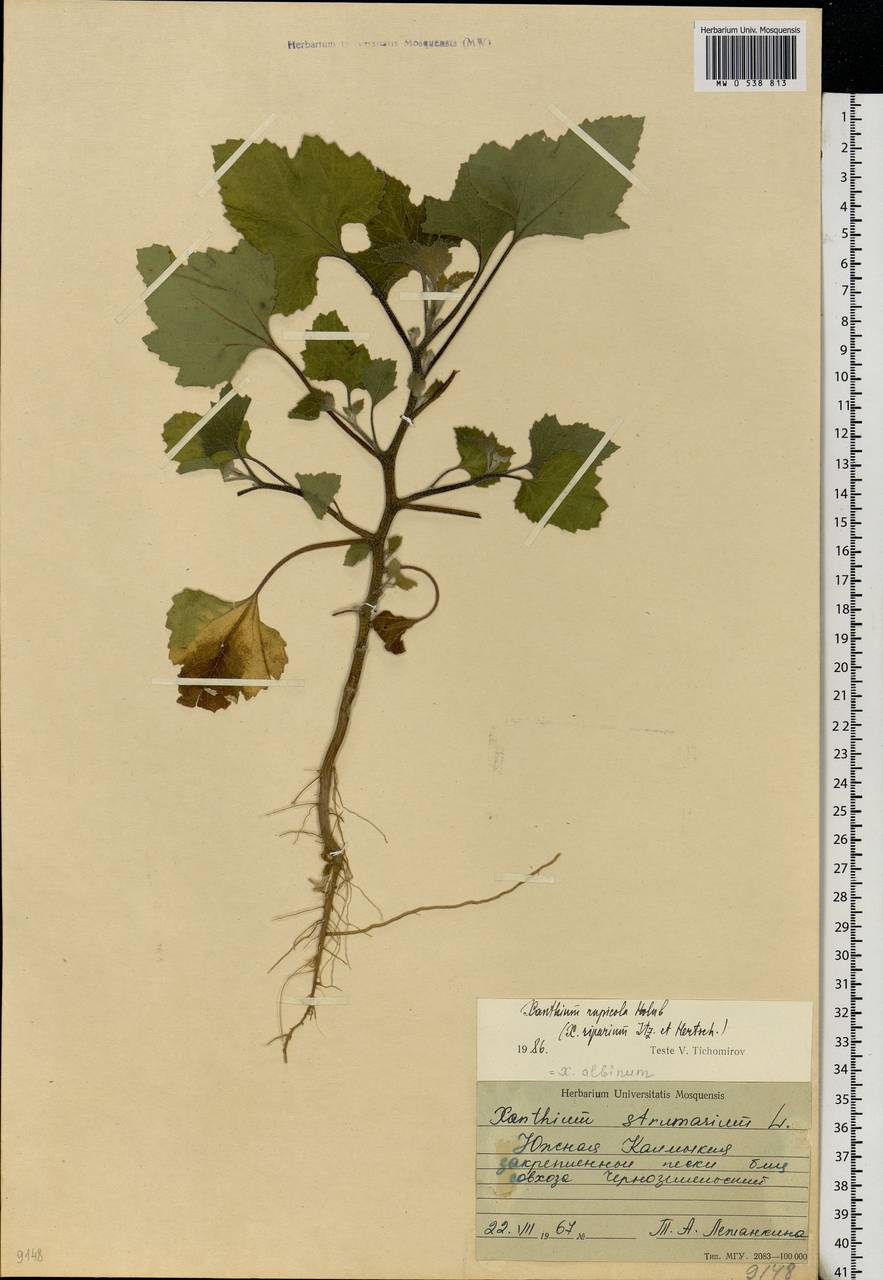 Xanthium orientale var. albinum (Widd.) Adema & M. T. Jansen, Eastern Europe, Lower Volga region (E9) (Russia)